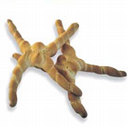Coppia Ferrarese